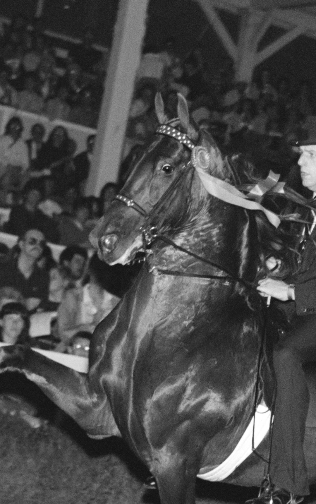 An American Saddlebred in the ring under arena lights.